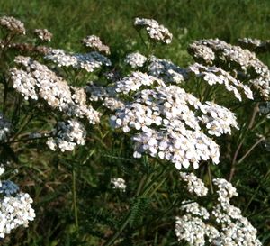 Achillée millefeuille - Achillea millefolium - Parties aériennes – Image 2