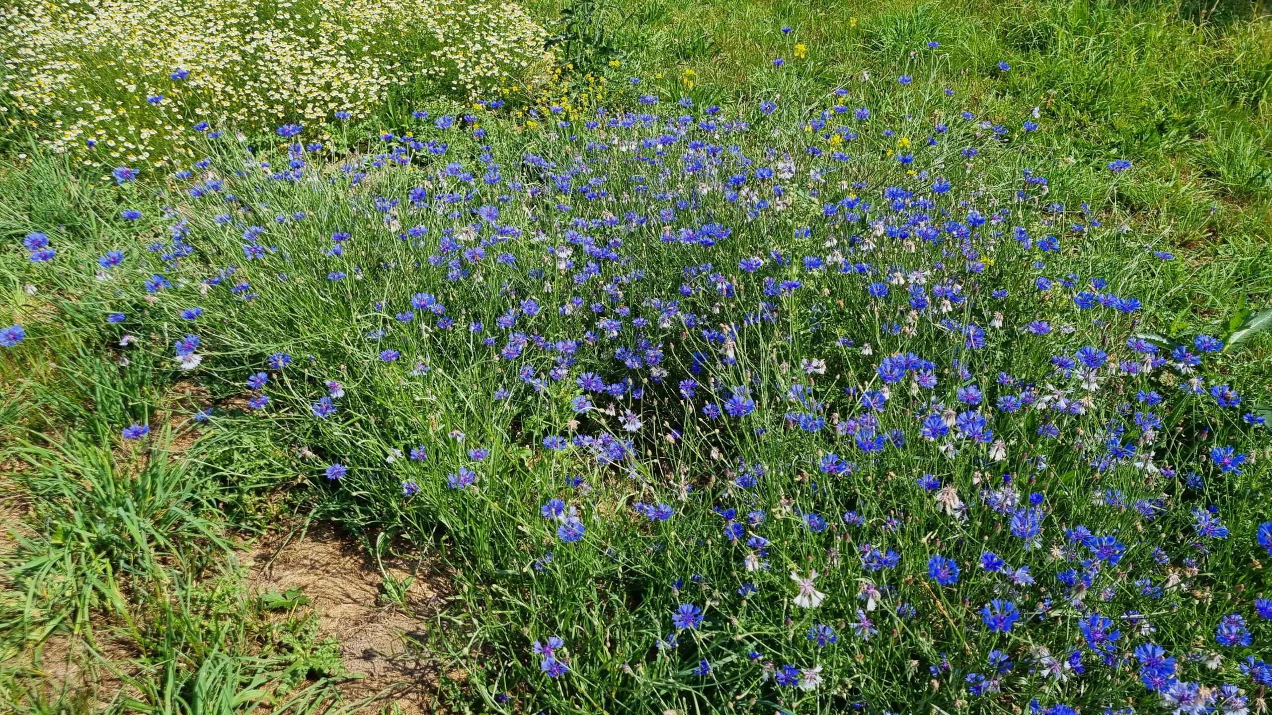 Bleuet - Centaurea cyanus - Fleurs - Local – Image 2