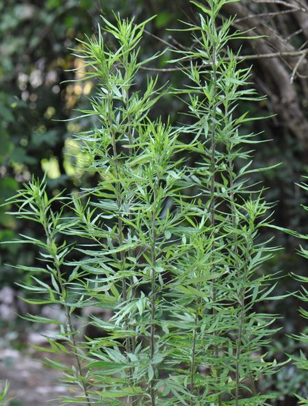 Armoise commune – Artemisia vulgaris dans son milieu naturel