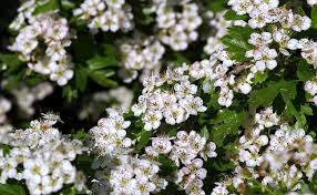 Aubépine en fleurs – Crataegus monogyna