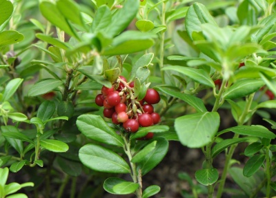 Busserole - Arctostaphylos uva-ursi - Feuilles coupées – Image 2
