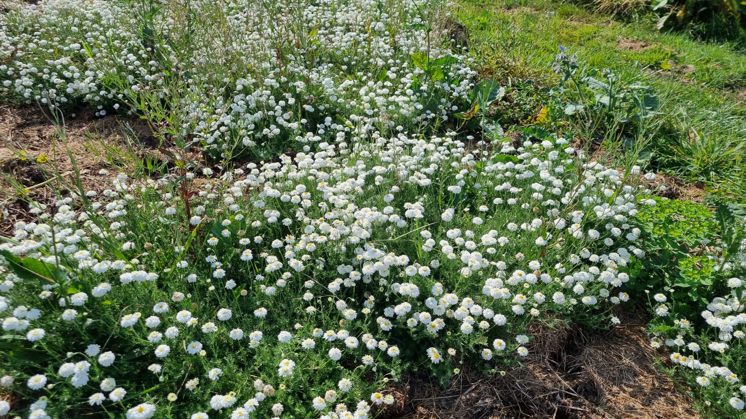 Camomille Noble - Chamaemelum nobile - Fleurs – Image 2