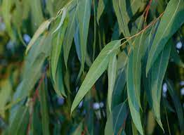 Eucalyptus globulus – Feuilles séchées bio