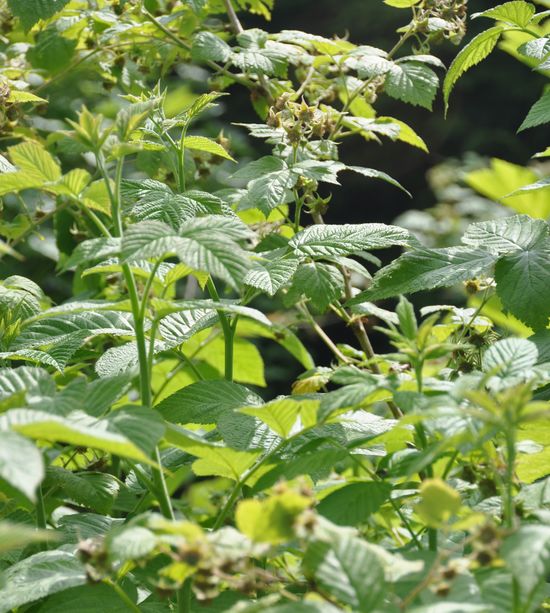 Framboisier – Feuilles séchées bio