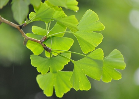 Ginkgo biloba – Feuilles en éventail