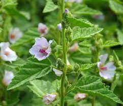 Guimauve officinale – Racines séchées bio