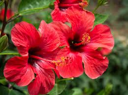 Hibiscus sabdariffa – Calices bio pour infusion