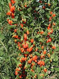 Goji bio – Baies séchées de lyciet