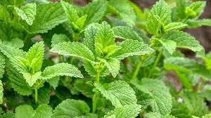 Mélisse officinale – Feuilles de Melissa officinalis