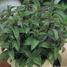 Menthe poivrée – Mentha × piperita