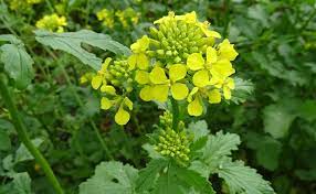 Moutarde jaune – Graines pour la cuisine