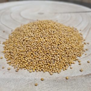 Graines de moutarde jaune – Sinapis alba