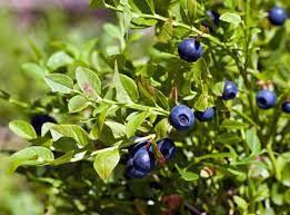 Myrtille bio – Baies entières séchées