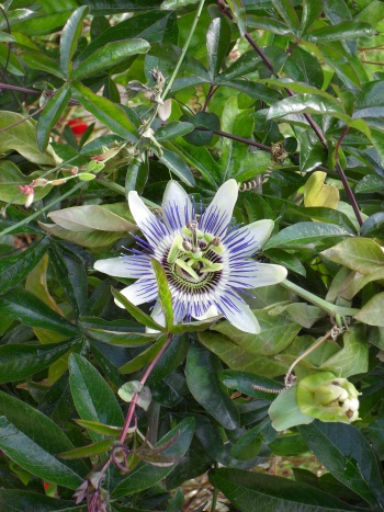 Fleur de passiflore officinale – Passiflora incarnata