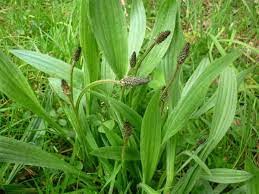 Plantain local – Feuilles séchées de Cul-des-Sarts