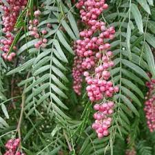 Baies roses bio entières – Épice colorée