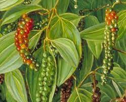 Assortiment de poivres entiers – Épices aromatiques