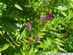 Glycyrrhiza glabra bio – Morceaux de racine