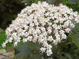 Fleurs de sureau – Sambucus nigra séché