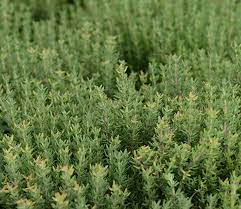 Thym, Thymus vulgaris - Parties aériennes – Image 2