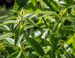 Verveine citronnée bio – Feuilles séchées