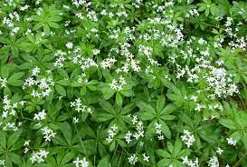Aspérule Odorante - Galium odoratum - Feuilles coupées – Image 2