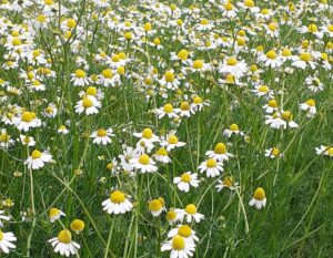 Camomille matricaire en fleurs – Matricaria chamomilla