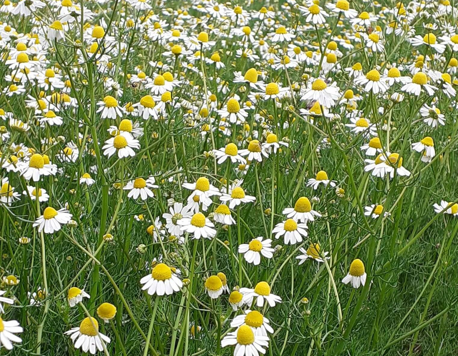 Camomille matricaire en fleurs – Matricaria chamomilla