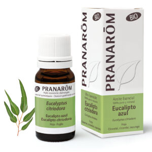 Eucalyptus Citronné - Corymbia citriodora - 10ml - Bio
