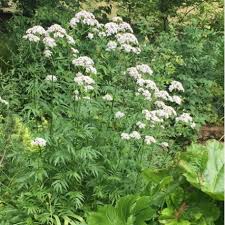 Valériane officinale en fleurs – Valeriana officinalis