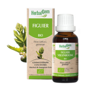 Figuier - Ficus carica - 30ml - Bio