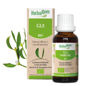 Gui - Viscum album - 30ml - Bio