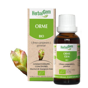 Orme - Ulmus campestris - 30ml - Bio