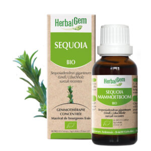 Sequoia - Sequoiadendron giganteum - 30ml - Bio