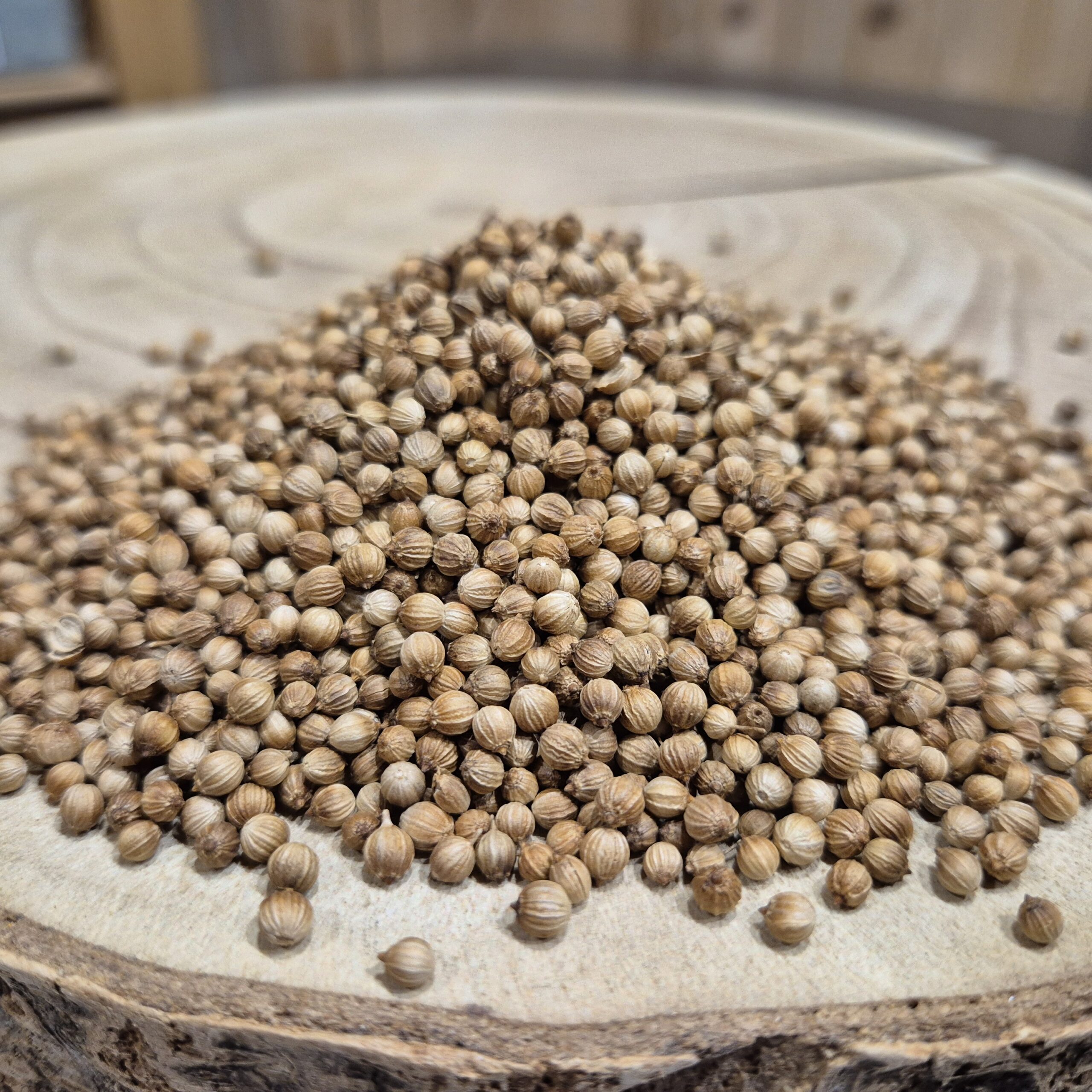 Graines bio de coriandre – Coriandrum sativum