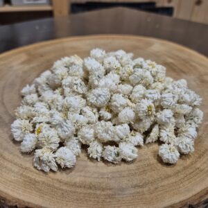 Fleurs de camomille noble cultivées localement à Cul-des-Sarts